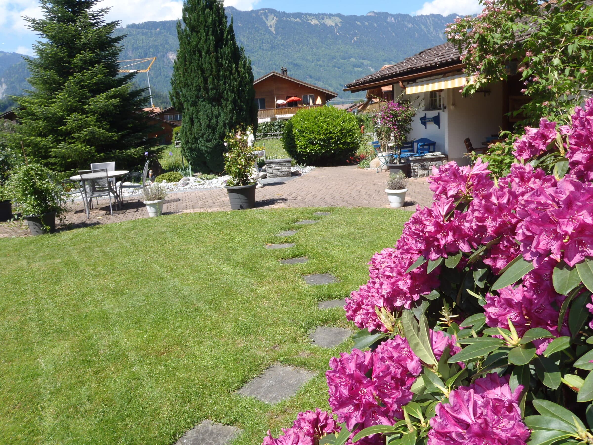 Garten in Wilderswil mit blühendem Rhododendron, Rasen mit Trittplatten und Bergen im Hintergrund